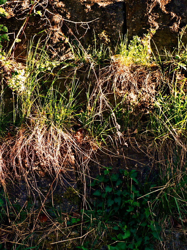 Весенние зарисовки 130 - Алексей Кузнецов
