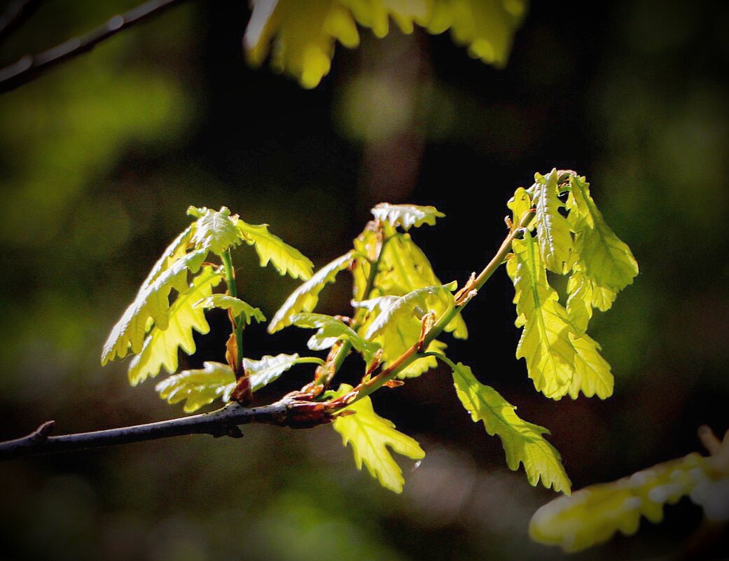 Весна. Подмосковье - Тамара Вебер