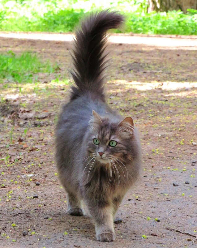 Зеленоглазая - Андрей Снегерёв Зеленоглазая - Андрей Снегерёв