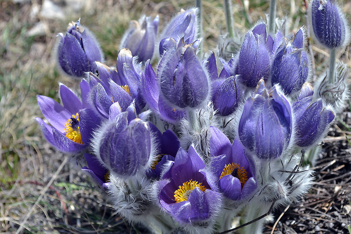 сон трава(прострел) - Ольга сон трава(прострел) - Ольга