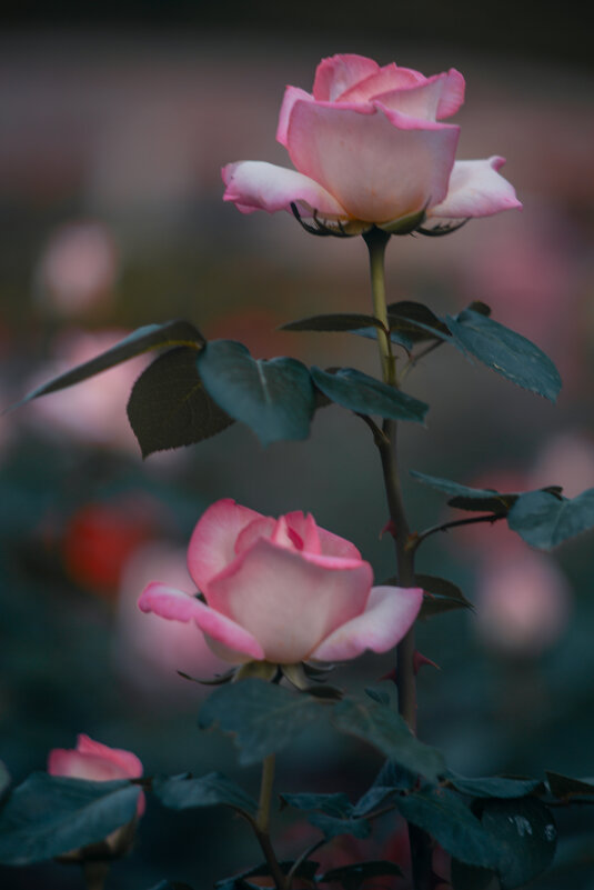 Фестиваль роз в Ханчжоу - Дмитрий 