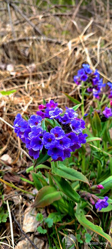 весенние цветы - Алексей Ильичёв