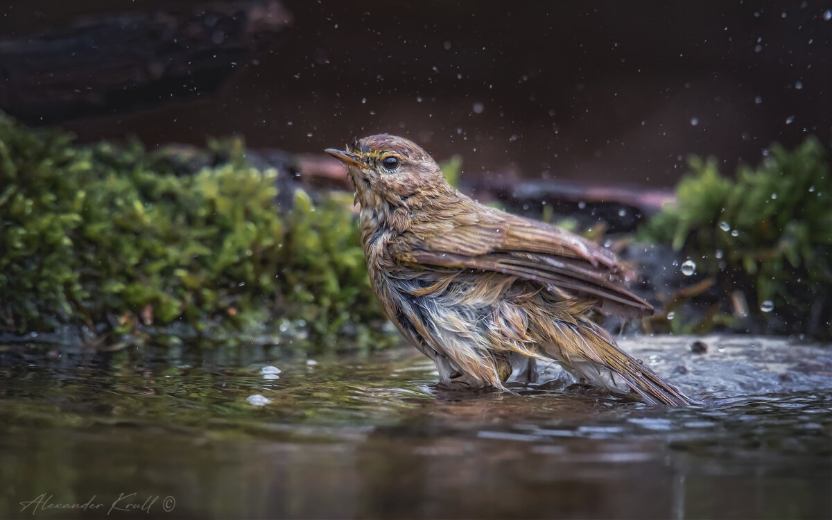 На лесной купальне - Александр К.
