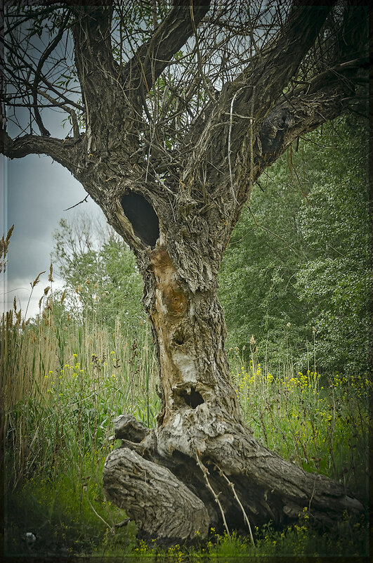 Леший - Петр Фролов