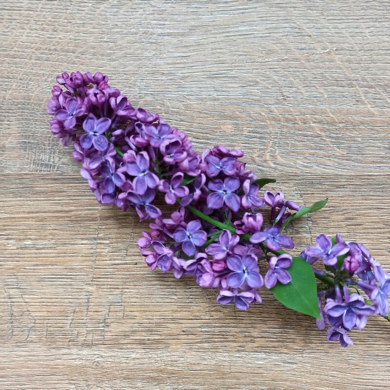 Жилы - Павел Кореньков