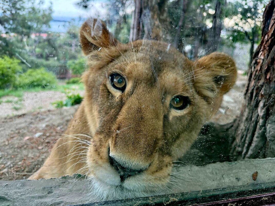 За стеклом - Сергей Б.