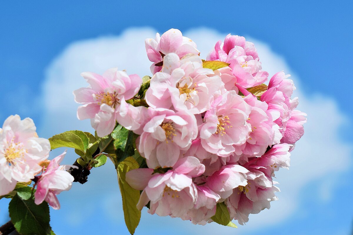 Май - пора цветения. - Татьяна Помогалова Май - пора цветения. - Татьяна Помогалова