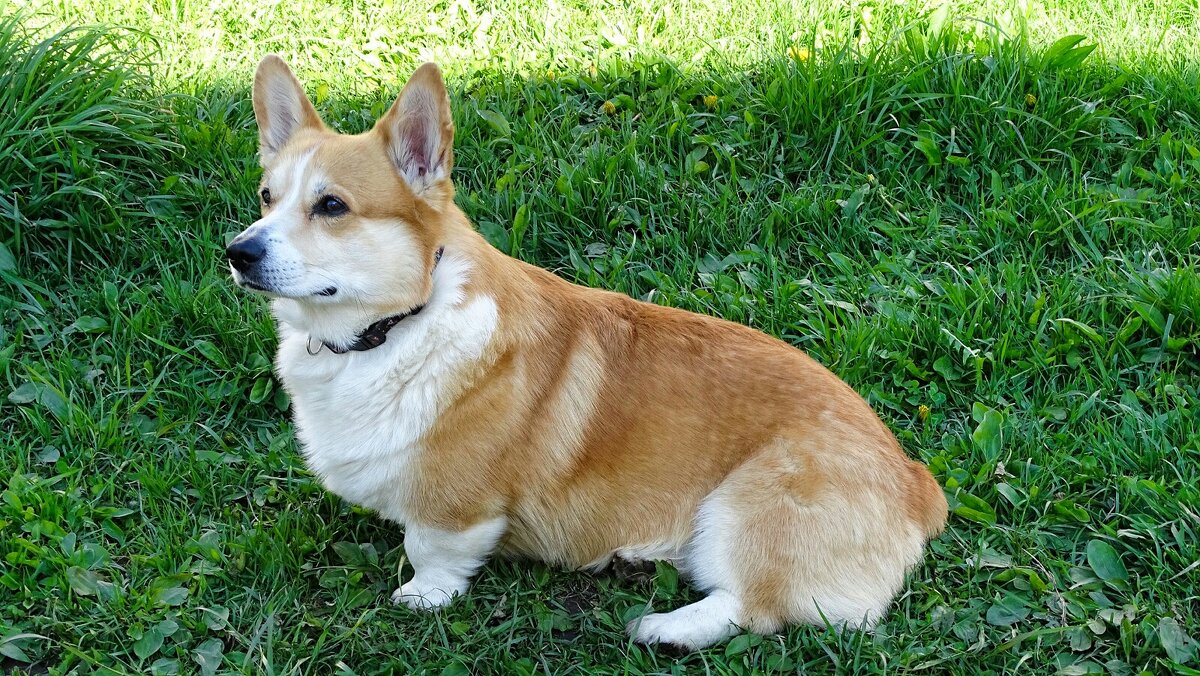 Вельш-корги пемброк - Милешкин Владимир Алексеевич 