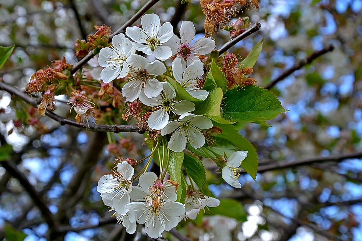 Майское цветение. - Михаил Столяров