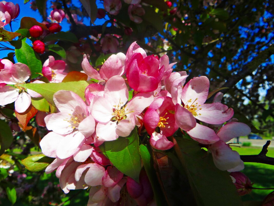 цветы - марта Камушкина цветы - марта Камушкина