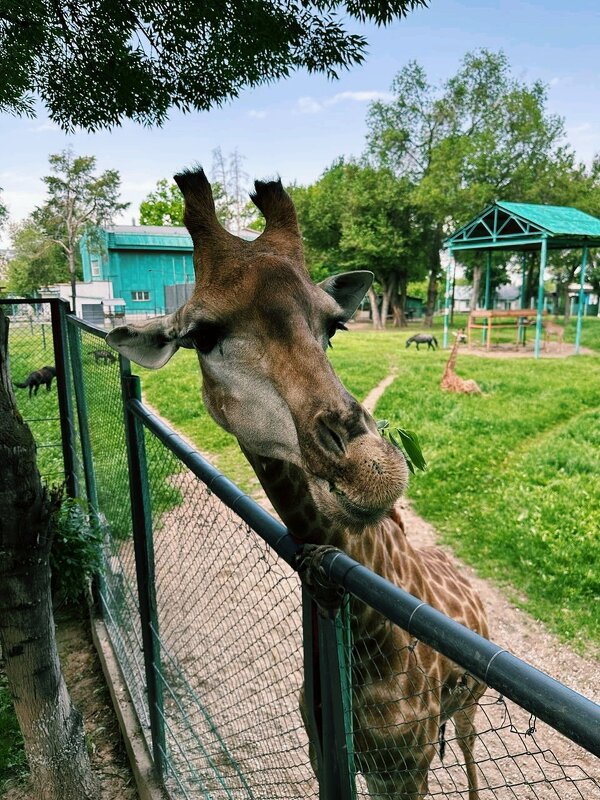 Любопытный жираф - Георгиевич 