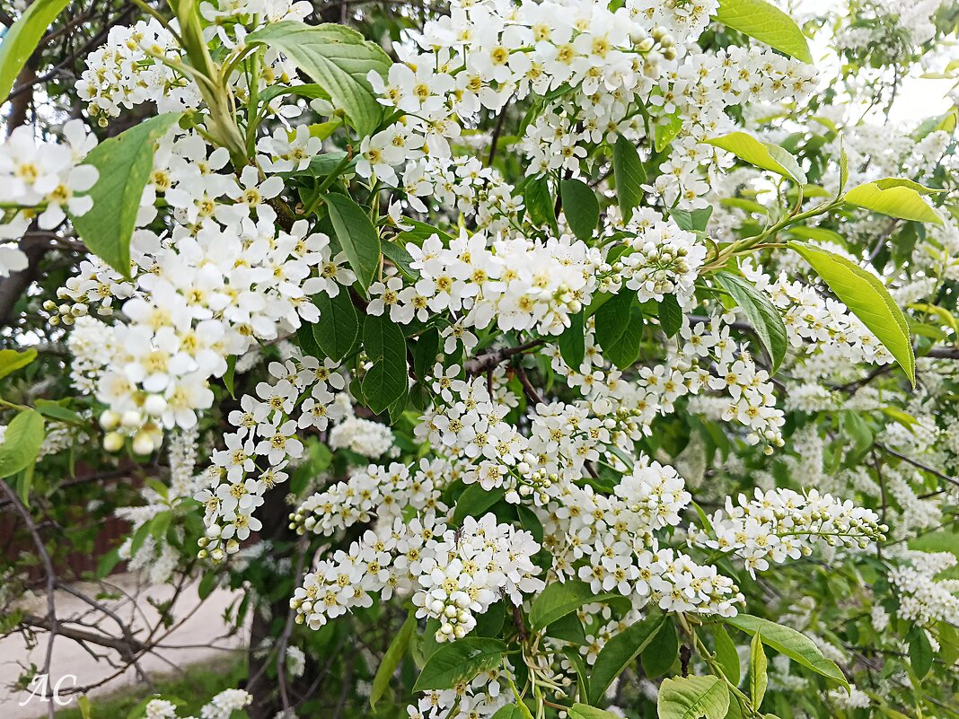 Расцвела черёмуха душистая... - Любовь Сахарова