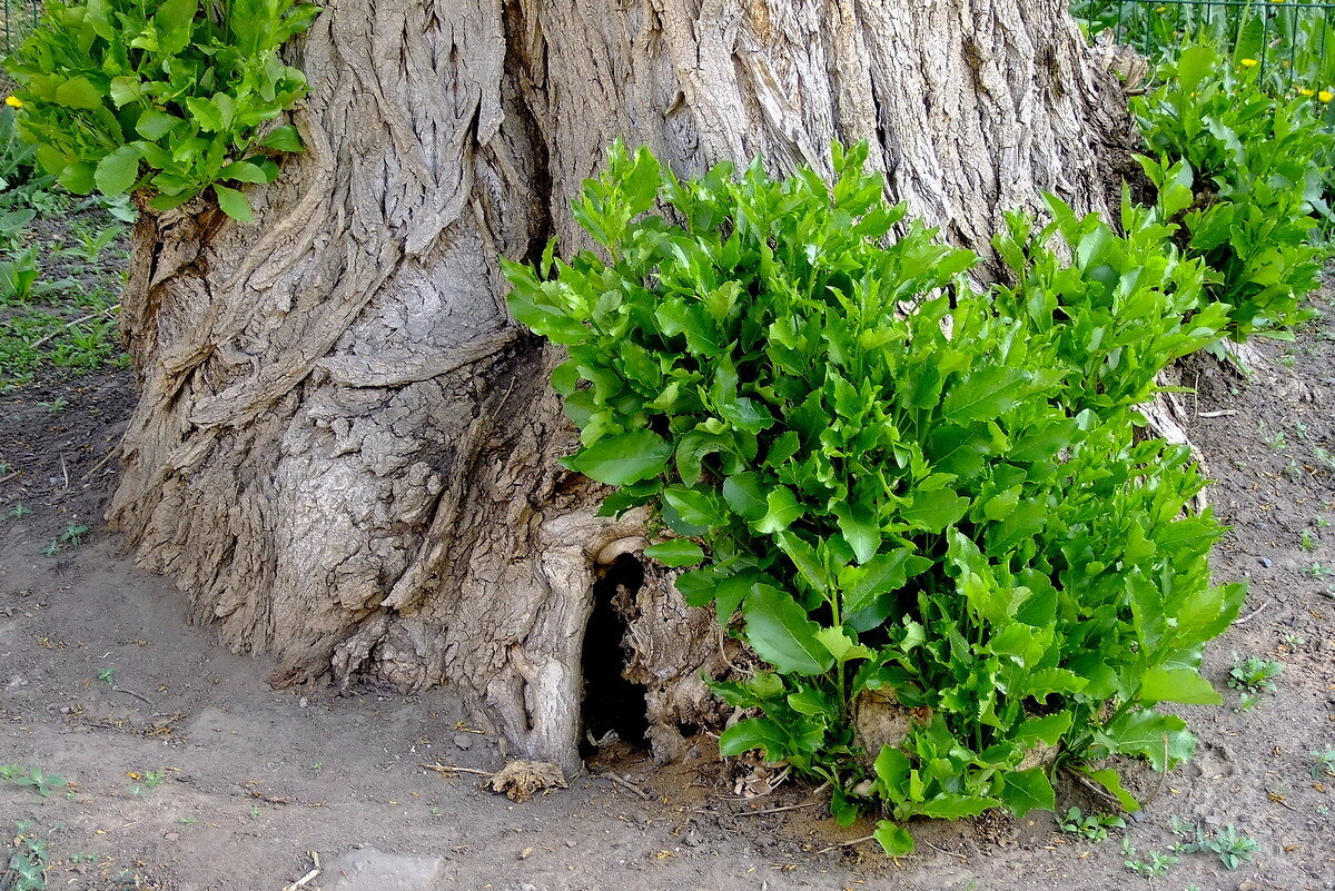 Интерьер дупла - Фёдор Меркурьев