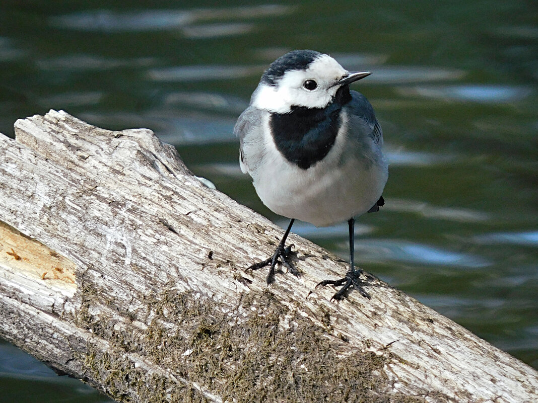 Трясогузка - Лина Трясогузка - Лина