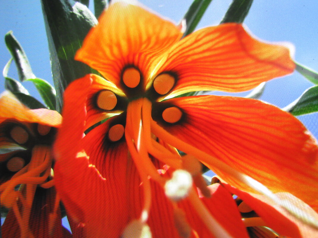 Рябчик хвалится своей красотой - Людмила Смородинская