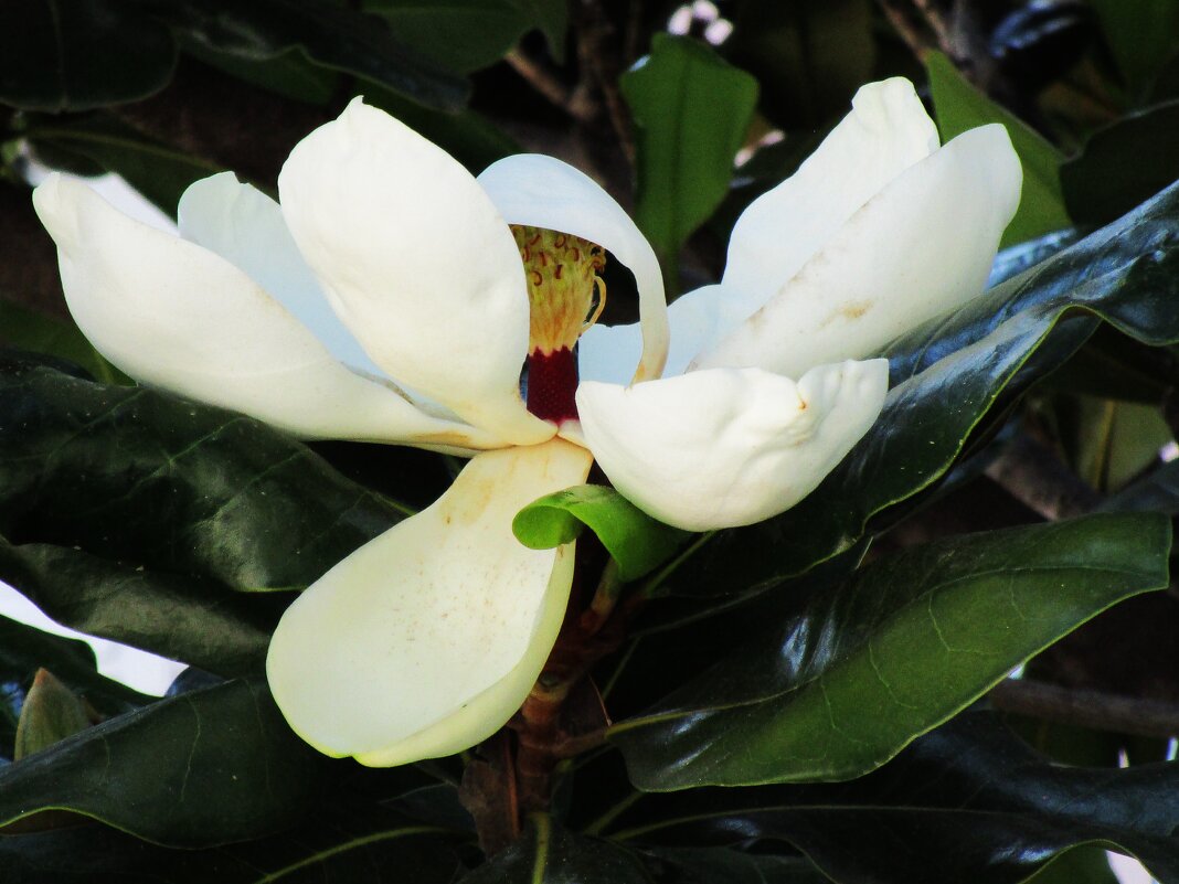 Мармарис  июнь  Турция - Елена Шаламова