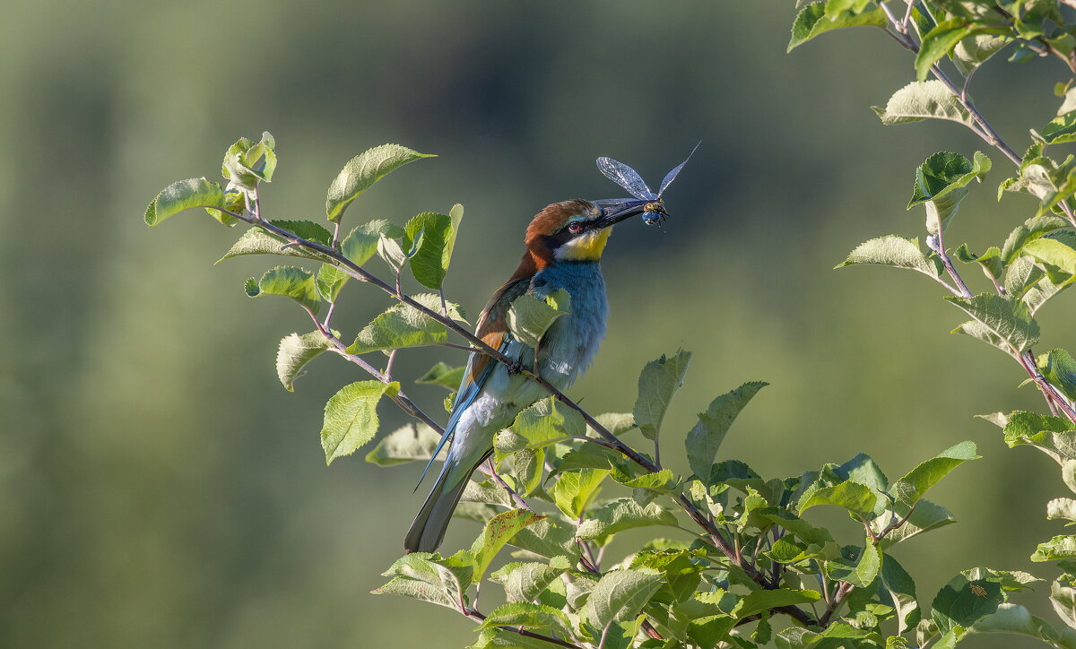 золотистые щурки - юрий макаров золотистые щурки - юрий макаров