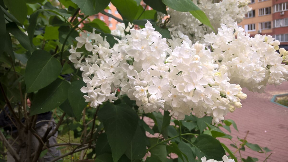 Сирень над городом - Елена Семигина