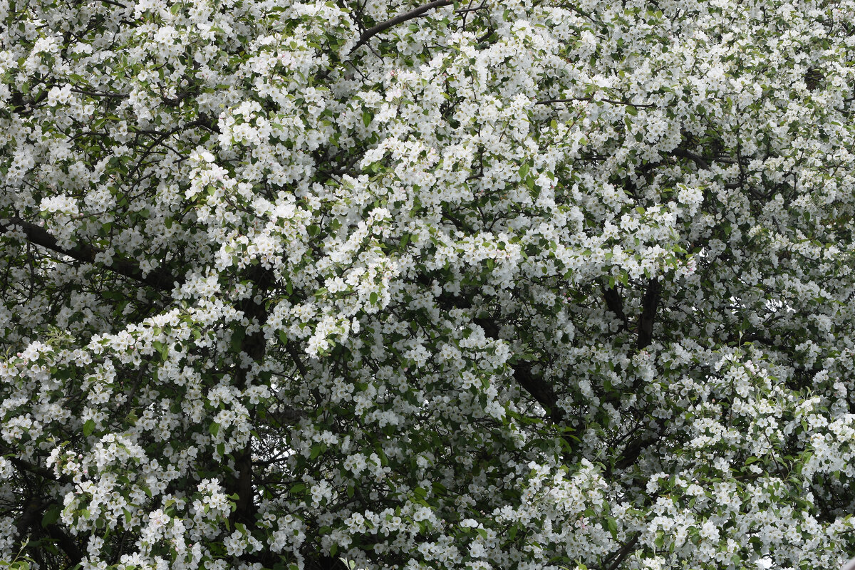 Весна в Ботаническом... - Наташа ***** Весна в Ботаническом... - Наташа *****