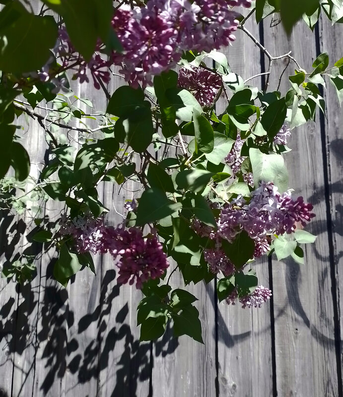 *** - Валентина Береснева *** - Валентина Береснева