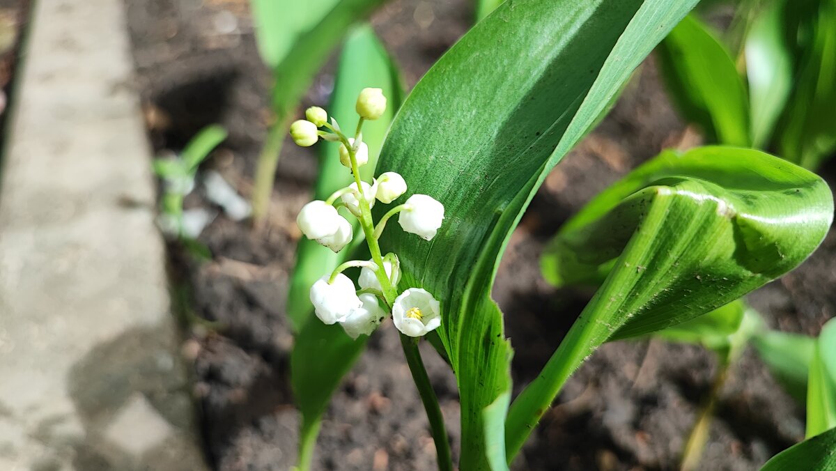 ,,, - Сергей Тимоновский