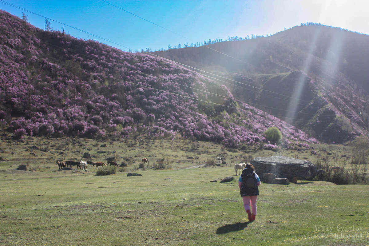 Восхождение за цветком маральника - Yurik Syaglov Восхождение за цветком маральника - Yurik Syaglov
