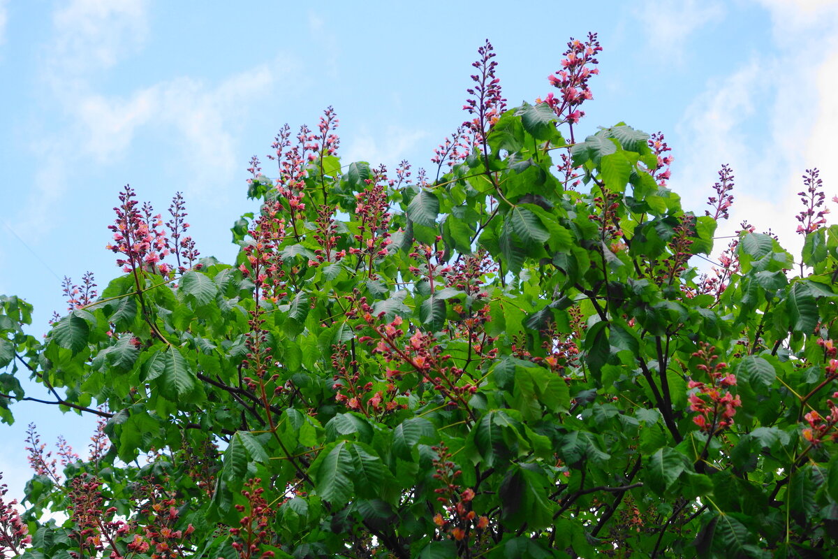 Зацветает Каштан красный - Рита Симонова