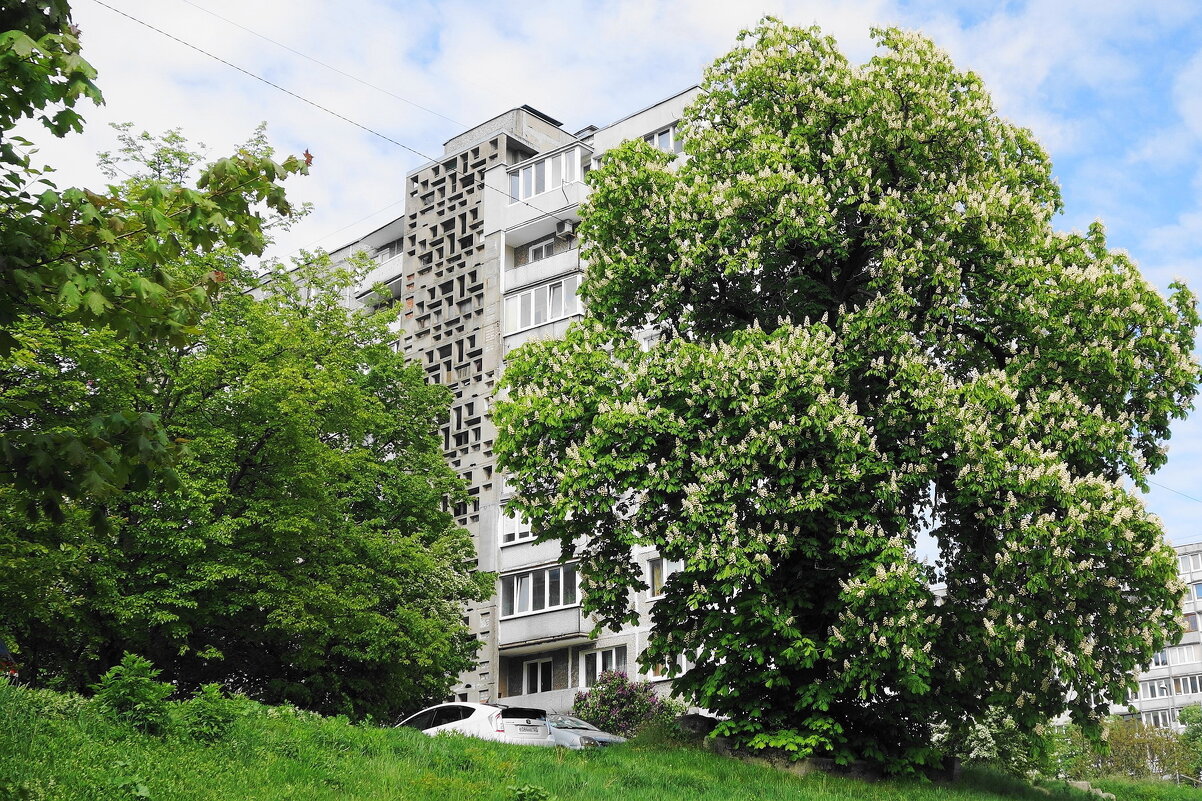 Цветет Каштан - Рита Симонова