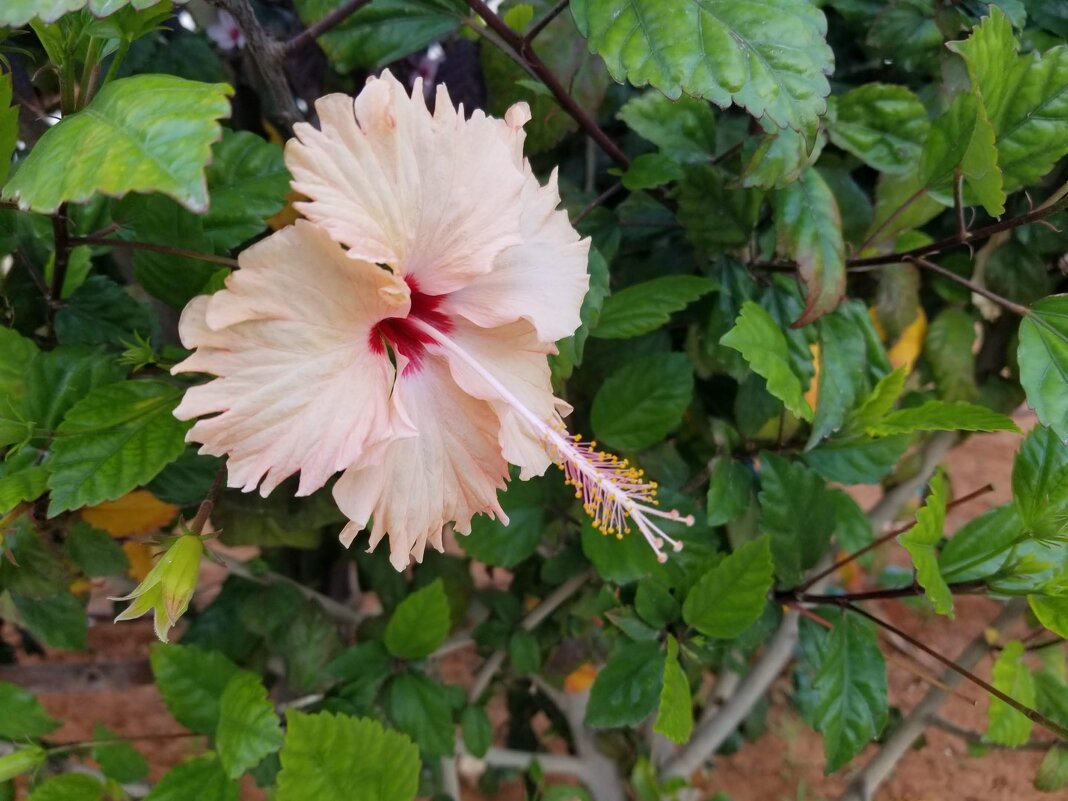 Гибискус - Светлана Хращевская Гибискус - Светлана Хращевская