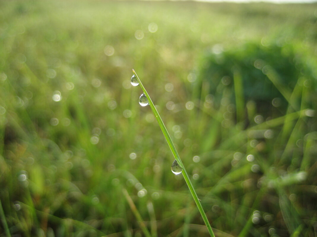 По росе - Anna Ivanova