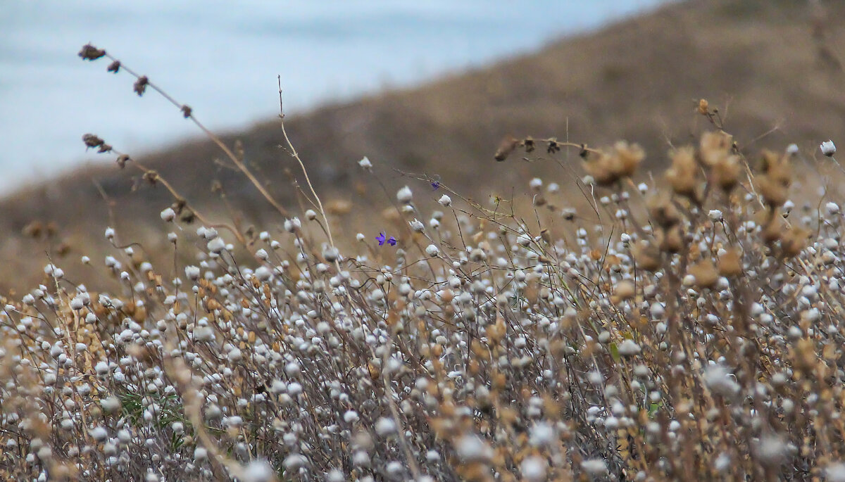осенняя - РозаВетроф осенняя - РозаВетроф