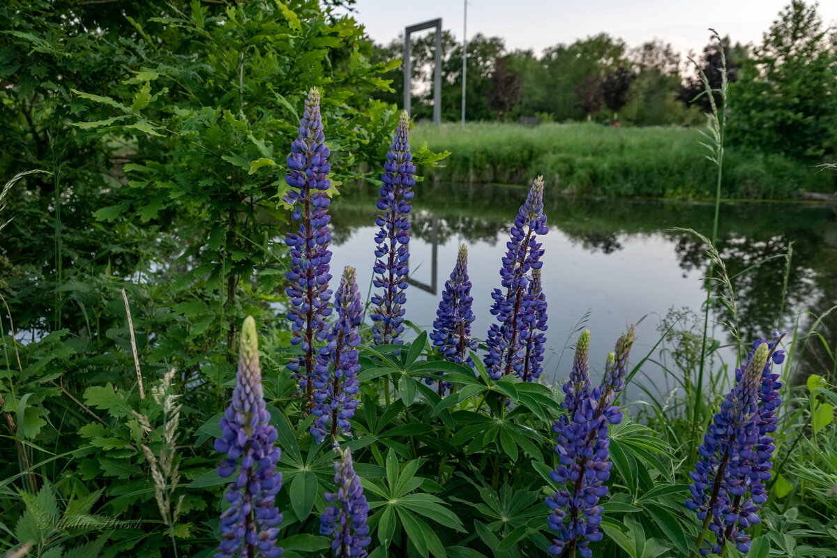 Вечерние люпины... - Николай Гирш Вечерние люпины... - Николай Гирш