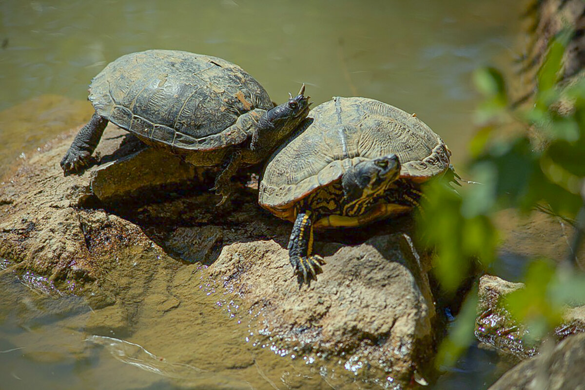 Солнечные ванны. - Lucy Schneider Солнечные ванны. - Lucy Schneider