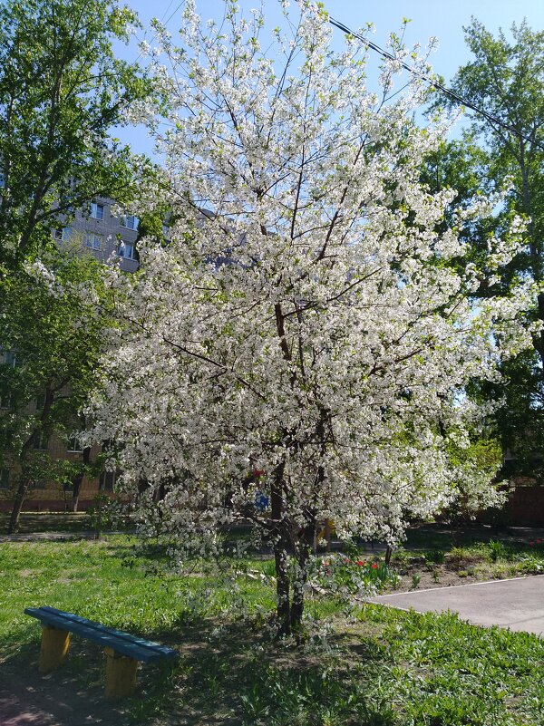 Вишня во дворе дома - Нина Колгатина Вишня во дворе дома - Нина Колгатина