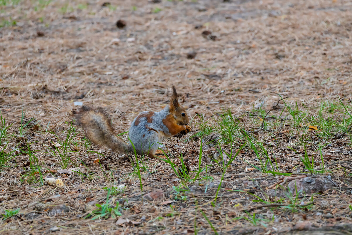 Белка грызёт шишку - Александр Синдерёв Белка грызёт шишку - Александр Синдерёв