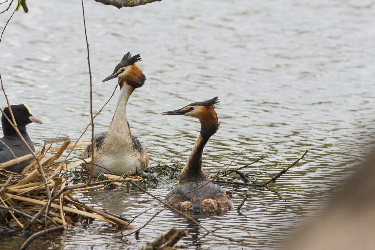 Редкие птицы парка Победы в Санкт-Петербург - Алексей Булак