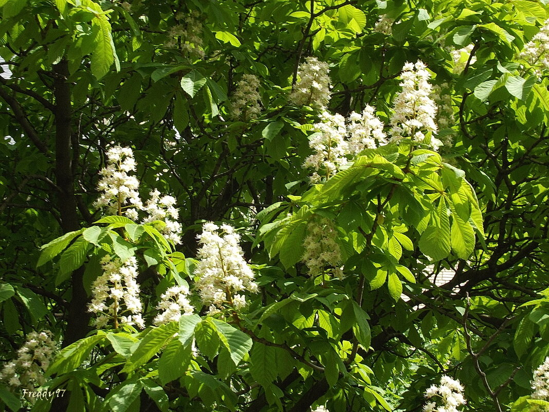 Каштан над городом цветёт... - Freddy 97 Каштан над городом цветёт... - Freddy 97
