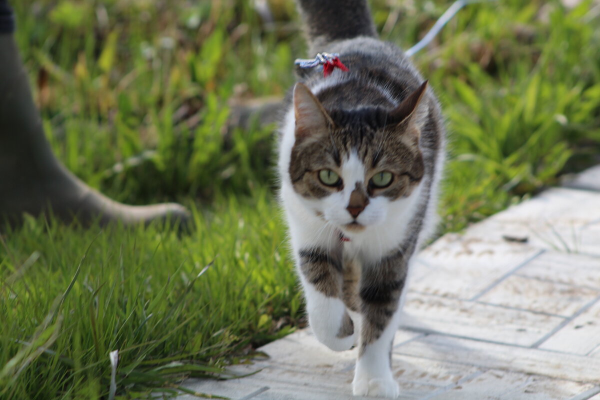 В копилку домашних животных - ii_ik Иванов