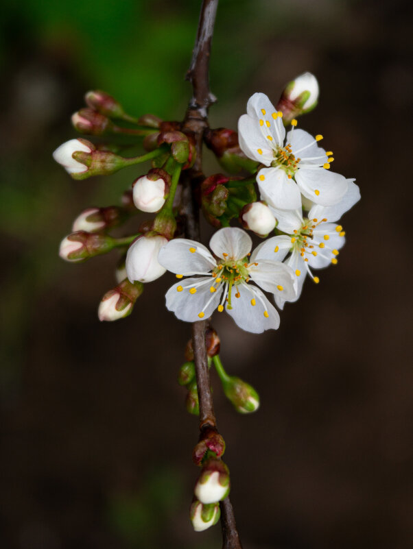 Вишня - Светлана Мишенёва Вишня - Светлана Мишенёва