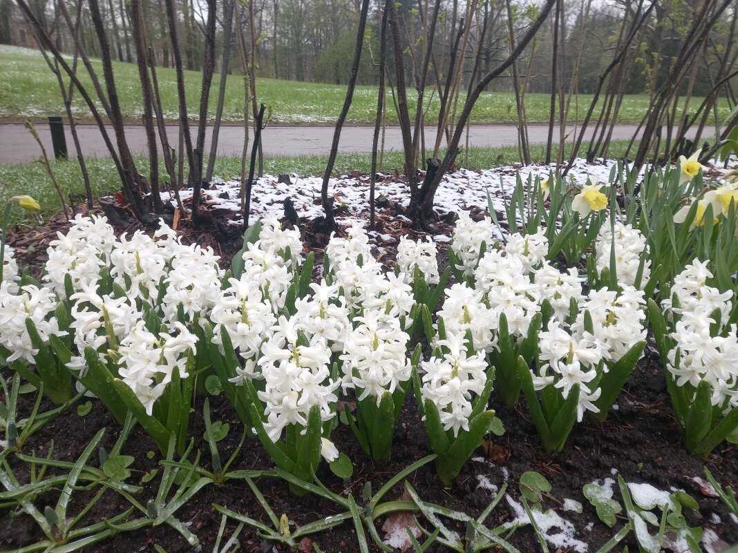 Гиацинты - Сапсан Гиацинты - Сапсан