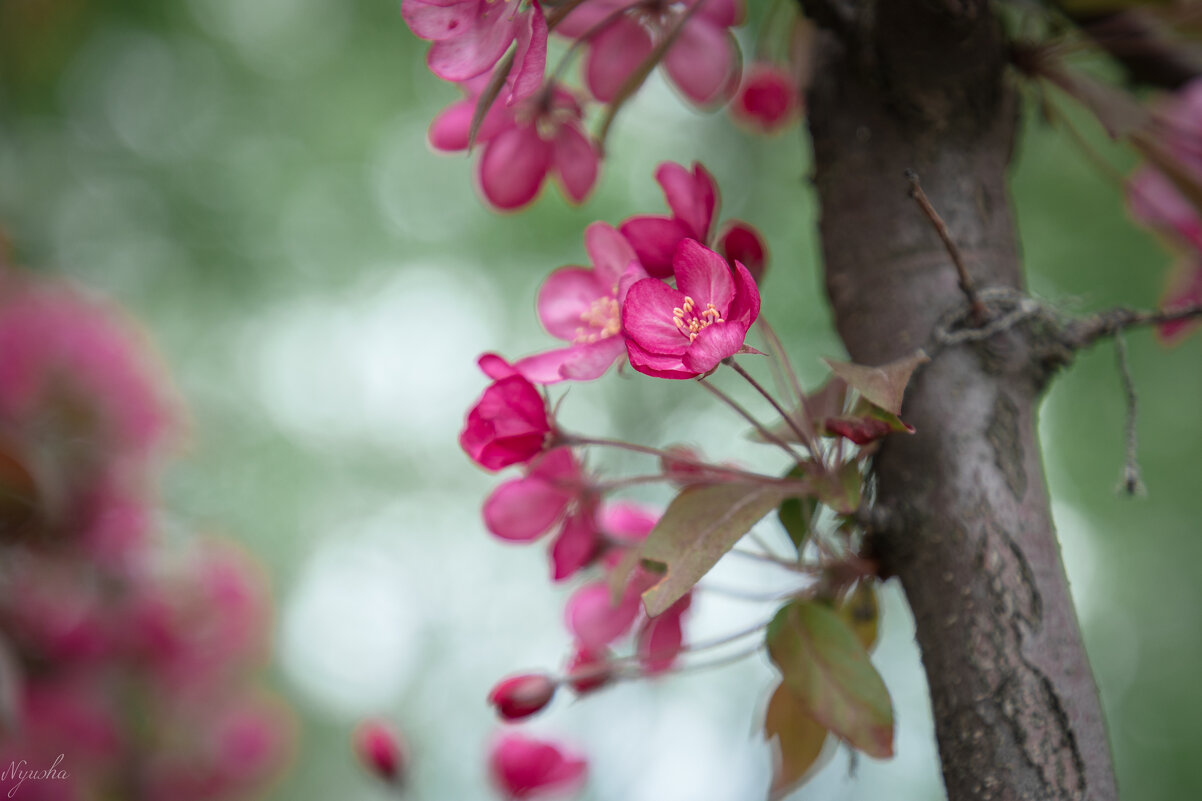 Розовенькое, в цветочках) - Nyusha . Розовенькое, в цветочках) - Nyusha .