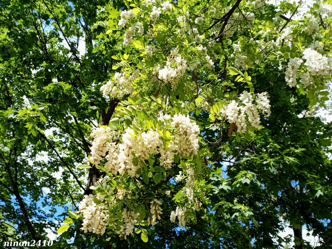 Белой акации гроздья душистые... - Нина Бутко Белой акации гроздья душистые... - Нина Бутко