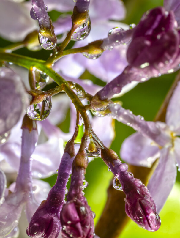 Сиреневые росы - sorovey Sol