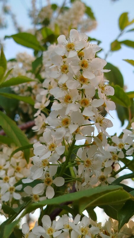 великолепная и благоухающая черемуха - светлана льдокова великолепная и благоухающая черемуха - светлана льдокова