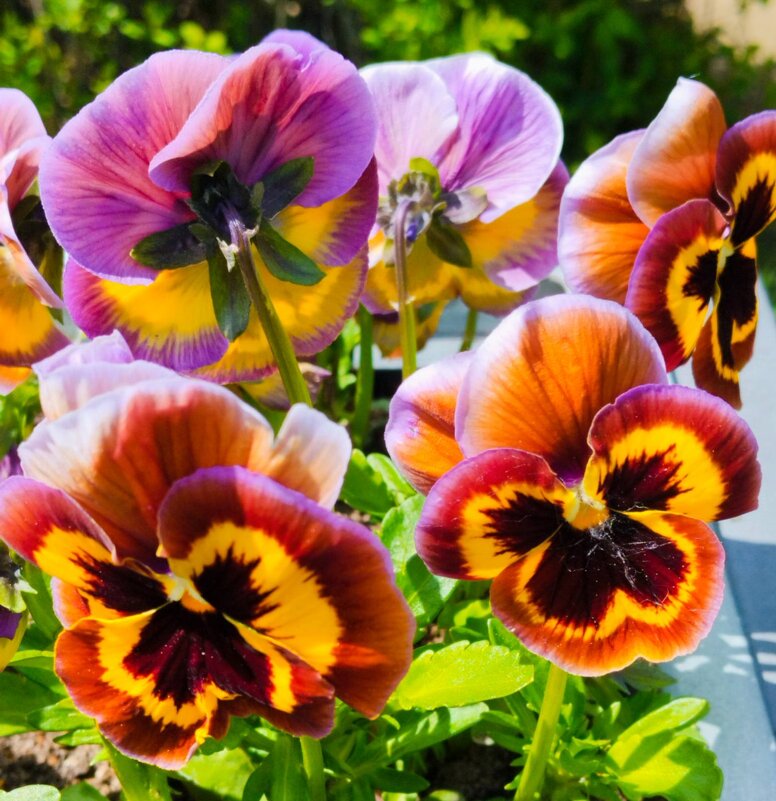 Красавица виола - Галина Бобкина