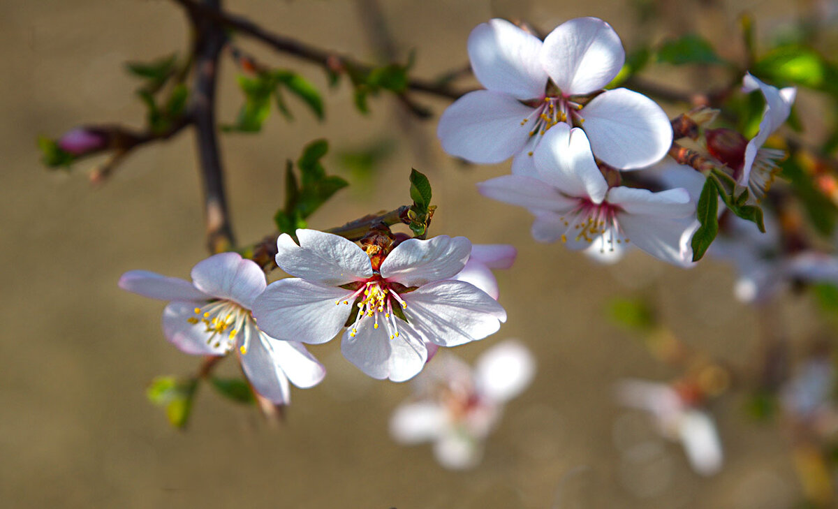 цветение - Наталья S
