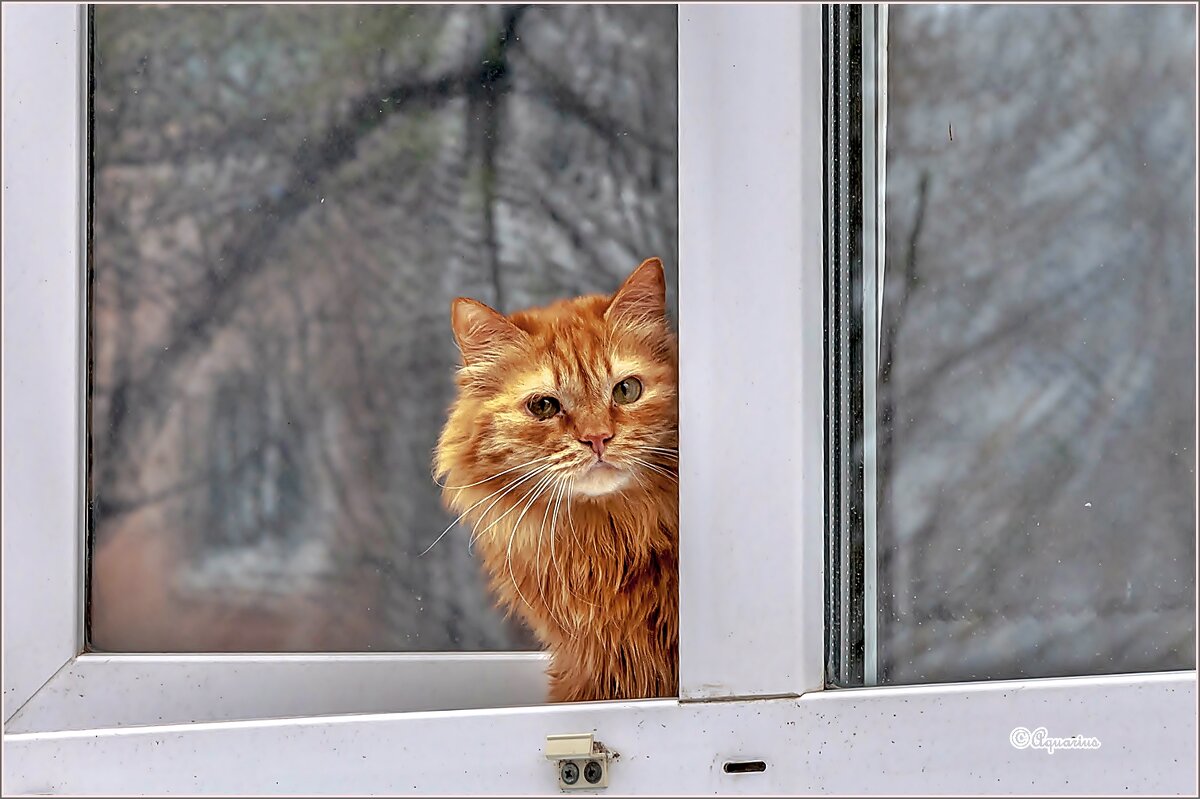 Любопытство... - Aquarius - Сергей