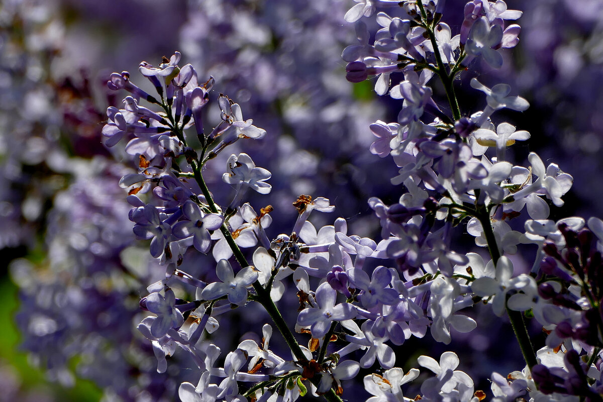 Картинки начала мая  3 - Александр Прокудин