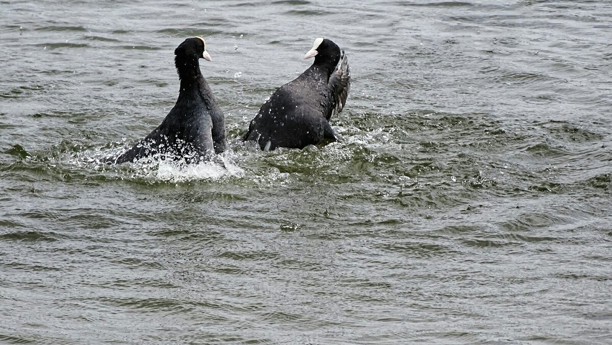 Выяснение отношений (драка) двух лысух. - Милешкин Владимир Алексеевич Выяснение отношений (драка) двух лысух. - Милешкин Владимир Алексеевич