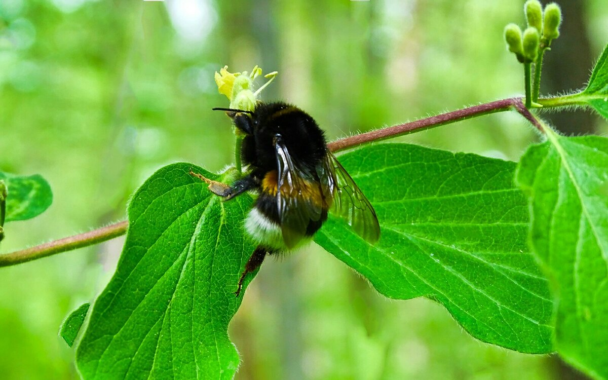 О шмелях - Милешкин Владимир Алексеевич О шмелях - Милешкин Владимир Алексеевич